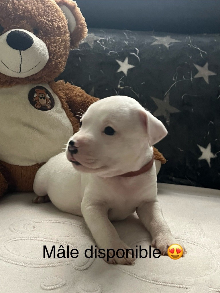 Du Centre Del Mon - Chiot disponible  - Staffordshire Bull Terrier