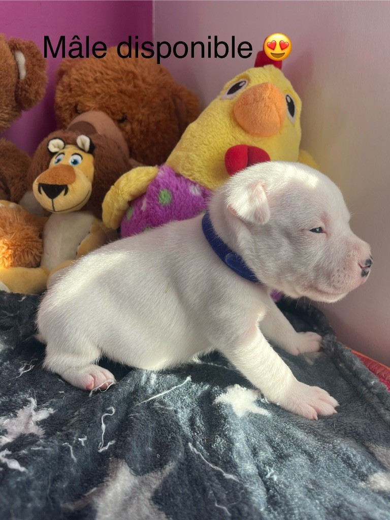 Du Centre Del Mon - Chiot disponible  - Staffordshire Bull Terrier