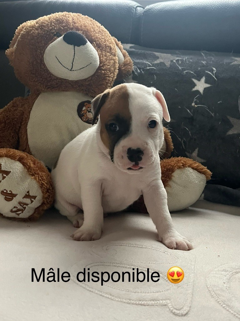 Du Centre Del Mon - Chiot disponible  - Staffordshire Bull Terrier