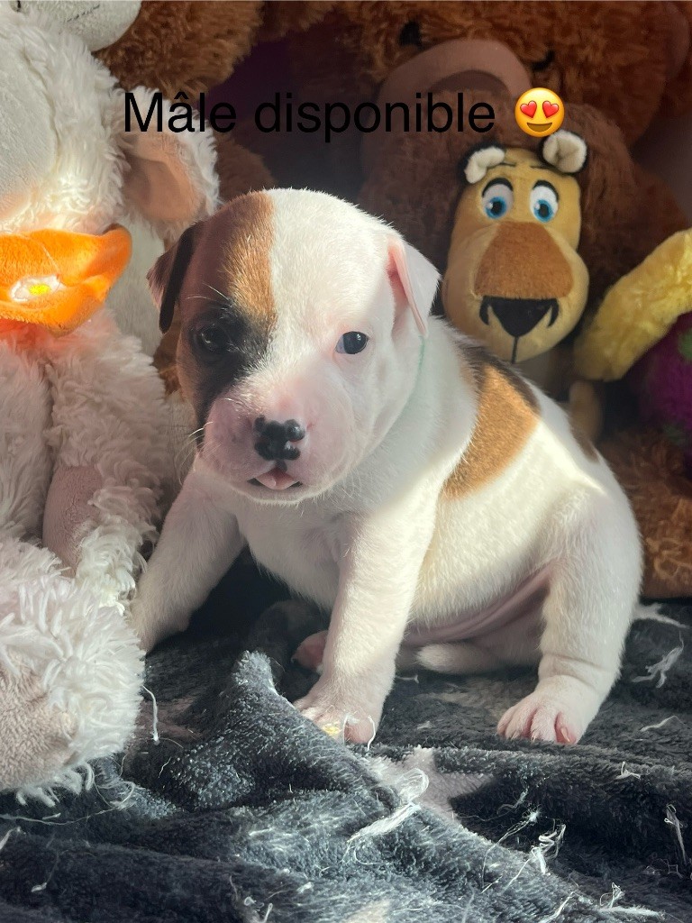 Du Centre Del Mon - Chiot disponible  - Staffordshire Bull Terrier