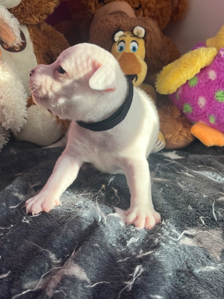 Du Centre Del Mon - Chiot disponible  - Staffordshire Bull Terrier