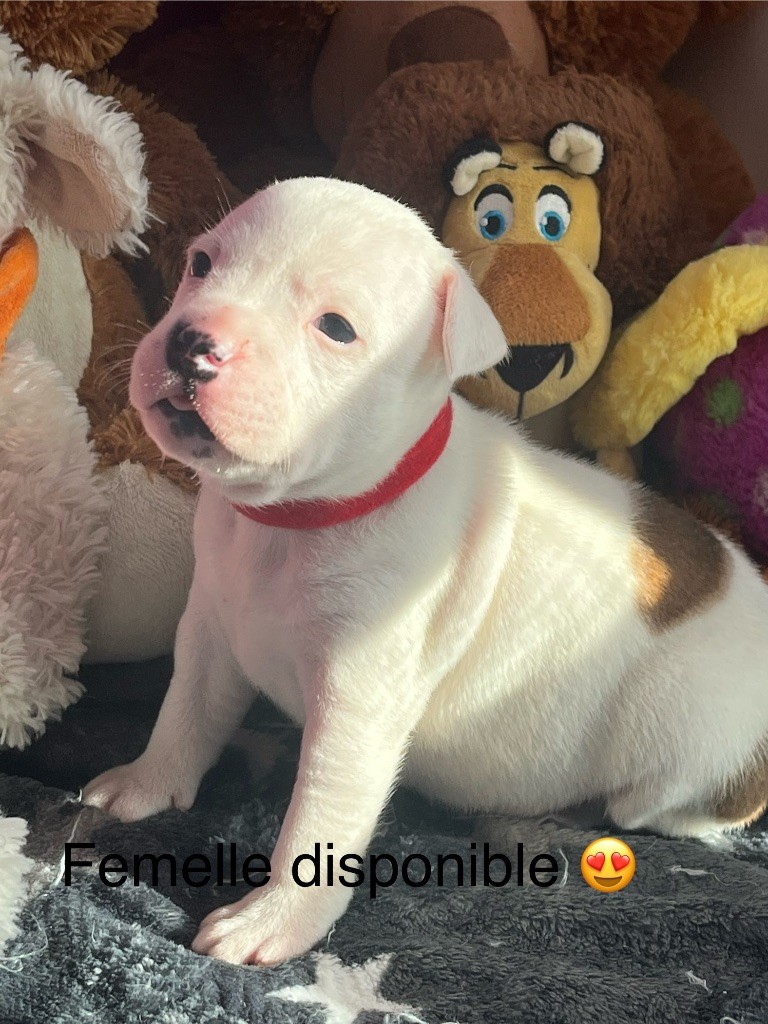 Du Centre Del Mon - Chiot disponible  - Staffordshire Bull Terrier