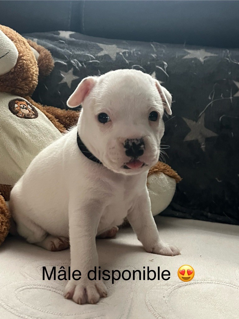 Du Centre Del Mon - Chiot disponible  - Staffordshire Bull Terrier