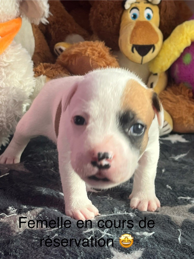 Du Centre Del Mon - Chiot disponible  - Staffordshire Bull Terrier