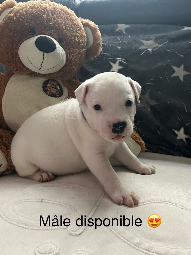 Du Centre Del Mon - Chiot disponible  - Staffordshire Bull Terrier