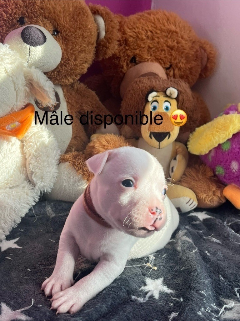 Du Centre Del Mon - Chiot disponible  - Staffordshire Bull Terrier