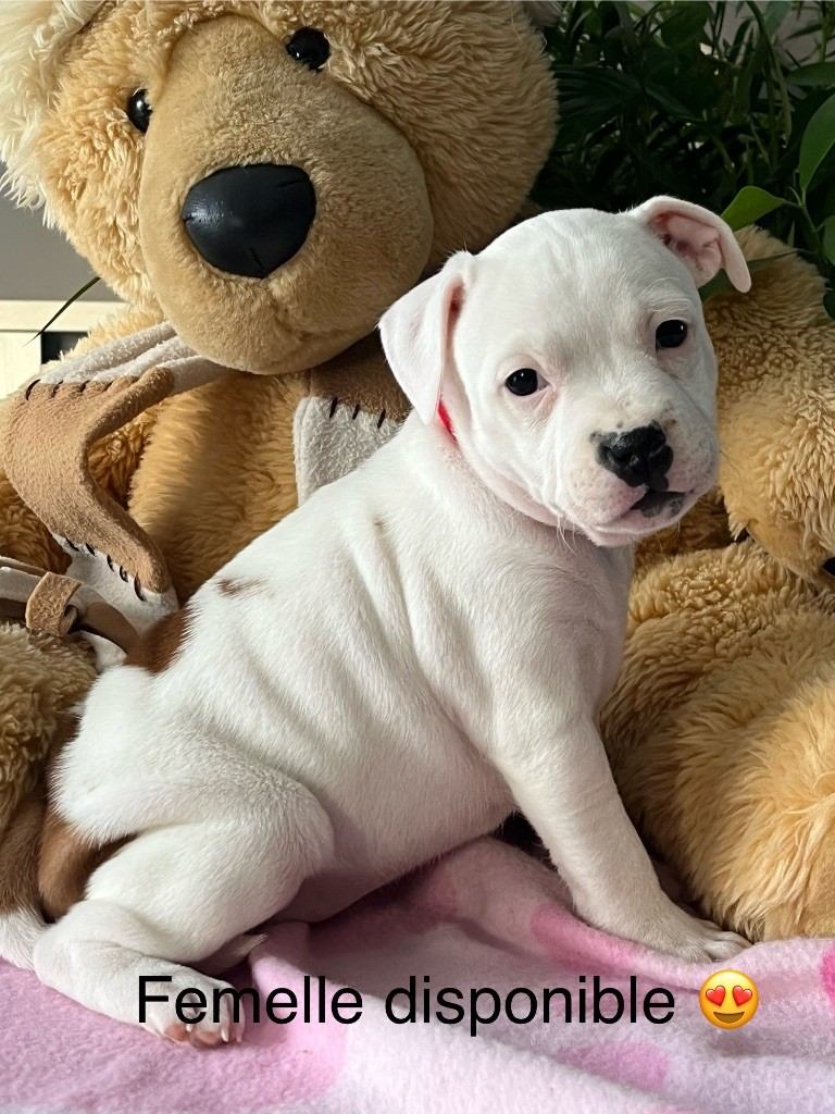 Du Centre Del Mon - Chiot disponible  - Staffordshire Bull Terrier