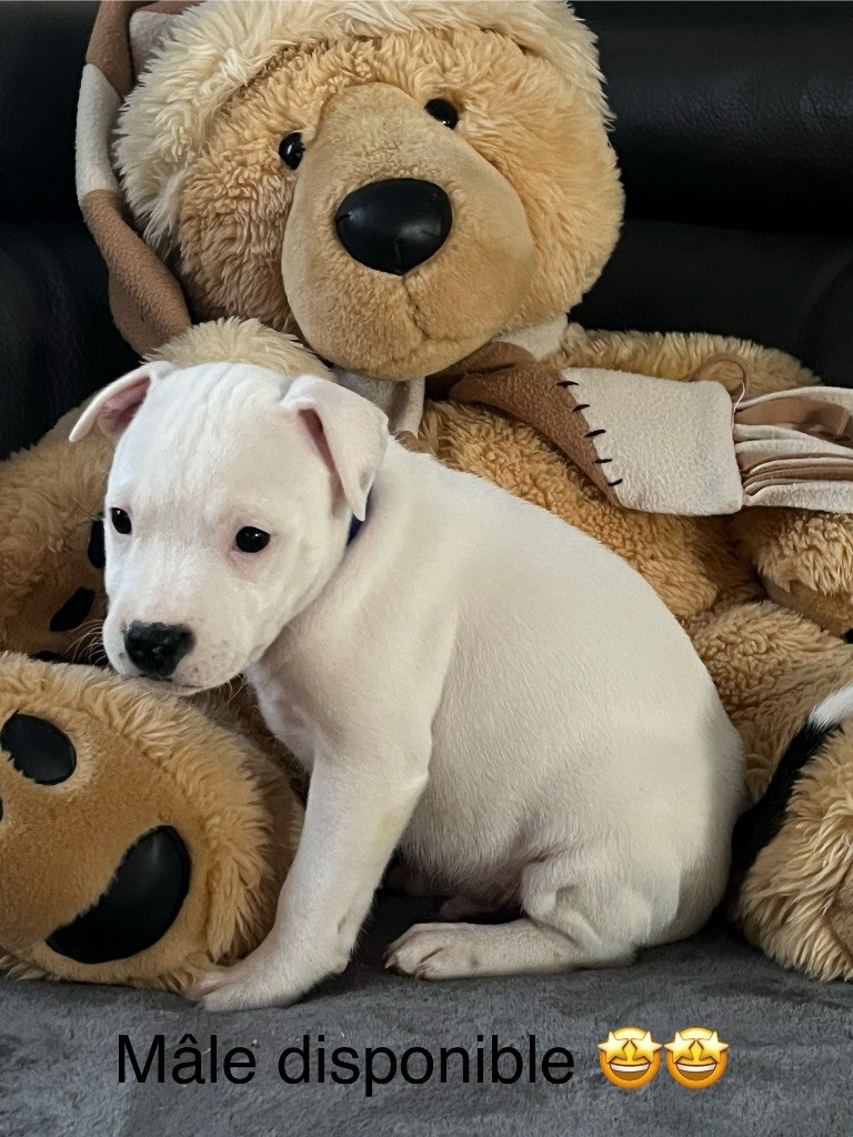 Du Centre Del Mon - Chiot disponible  - Staffordshire Bull Terrier