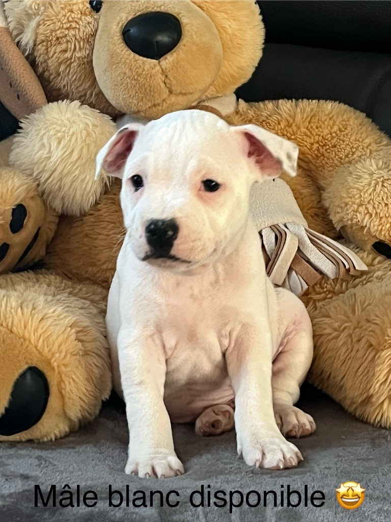 Du Centre Del Mon - Chiot disponible  - Staffordshire Bull Terrier