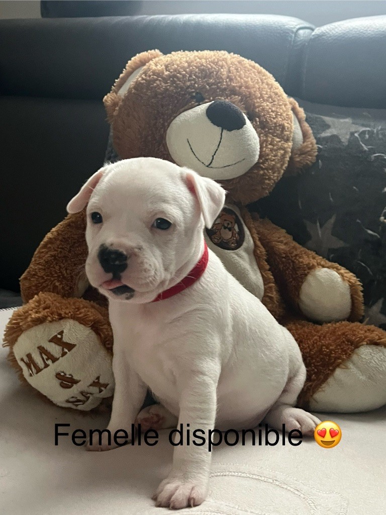 Du Centre Del Mon - Chiot disponible  - Staffordshire Bull Terrier