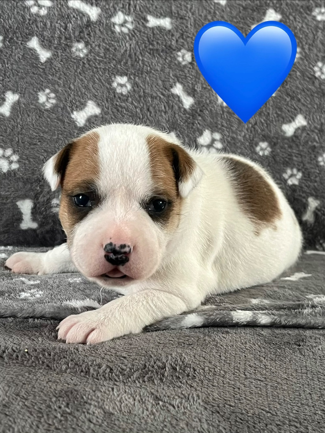 Du Centre Del Mon - Chiots disponibles - Staffordshire Bull Terrier