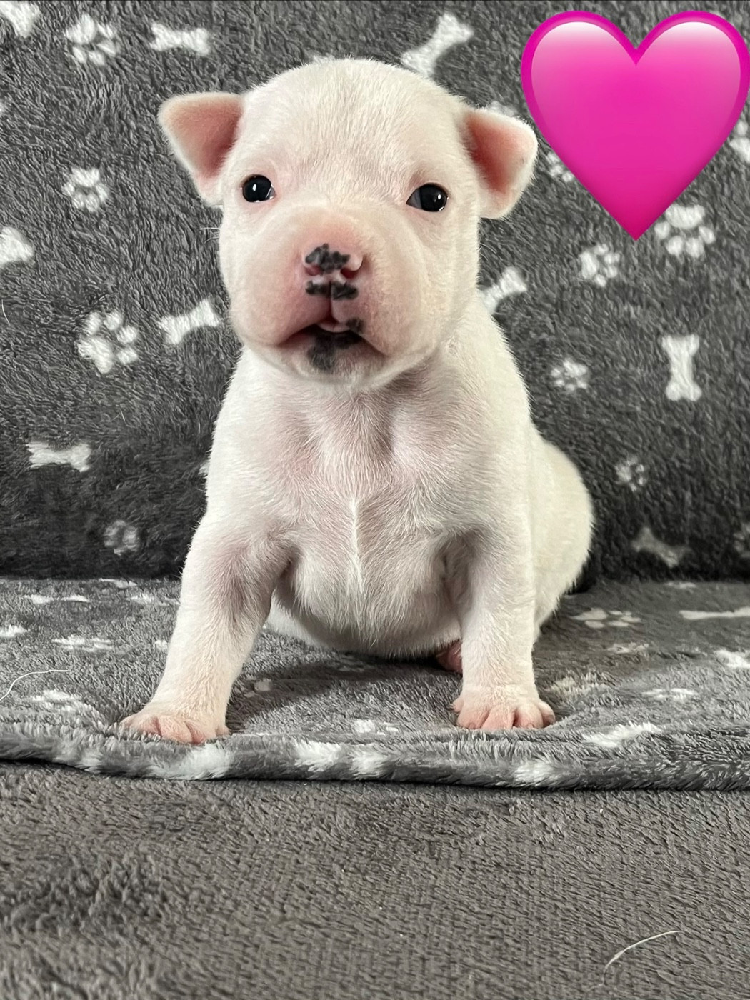 Du Centre Del Mon - Chiots disponibles - Staffordshire Bull Terrier