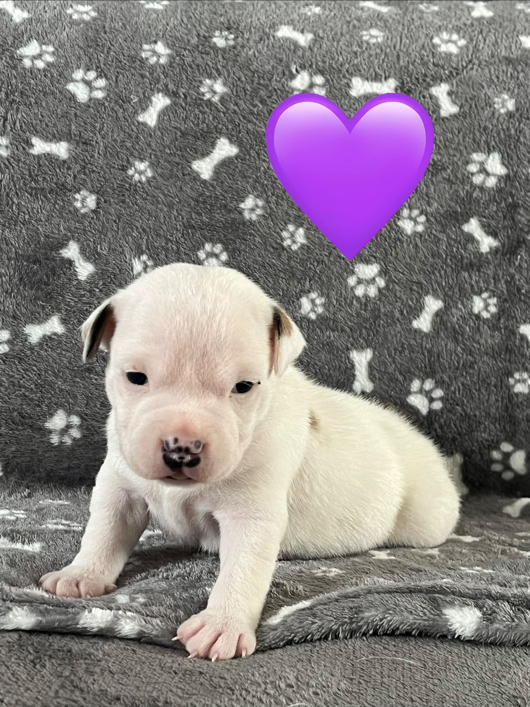 Du Centre Del Mon - Chiots disponibles - Staffordshire Bull Terrier