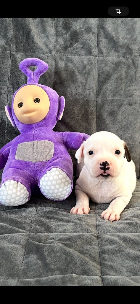 Du Centre Del Mon - Chiots disponibles - Staffordshire Bull Terrier