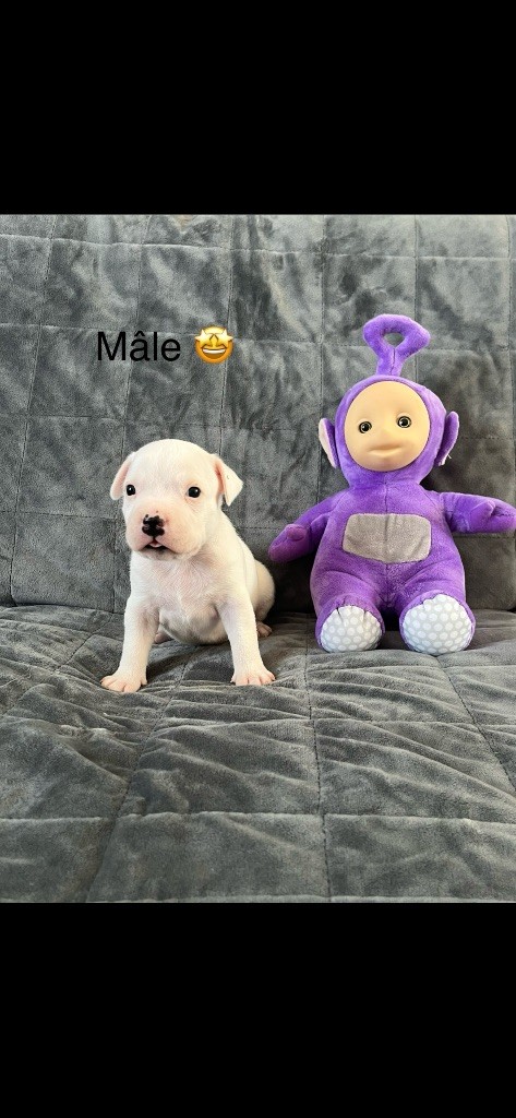 Du Centre Del Mon - Chiots disponibles - Staffordshire Bull Terrier