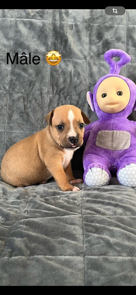 Du Centre Del Mon - Chiots disponibles - Staffordshire Bull Terrier