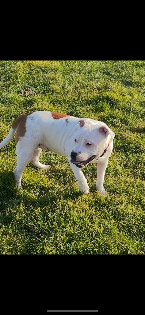 Du Centre Del Mon - Chiots disponibles - Staffordshire Bull Terrier