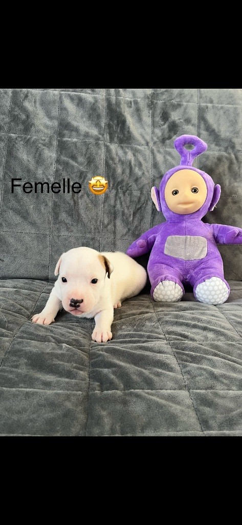 Du Centre Del Mon - Chiots disponibles - Staffordshire Bull Terrier