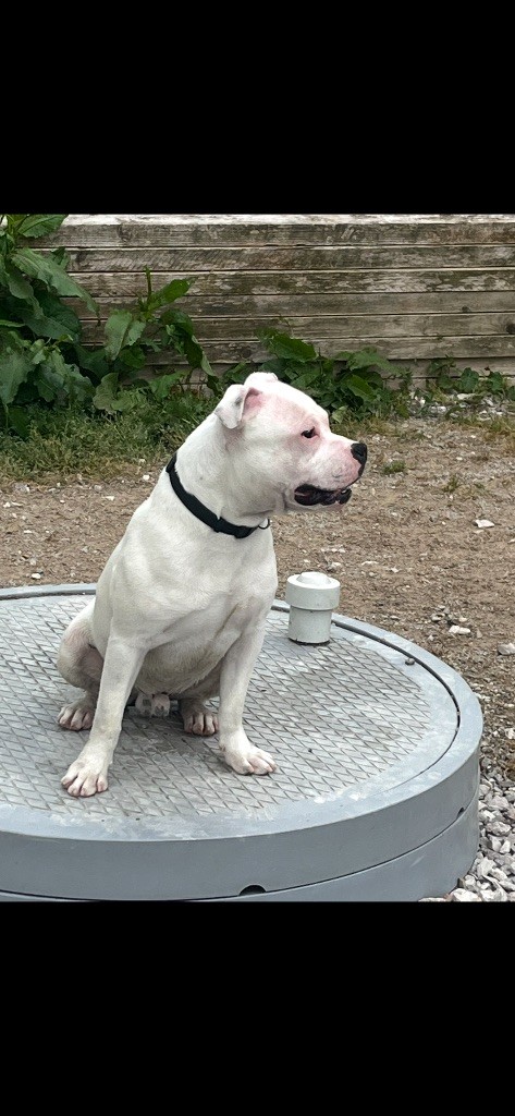 Du Centre Del Mon - Chiots disponibles - Staffordshire Bull Terrier